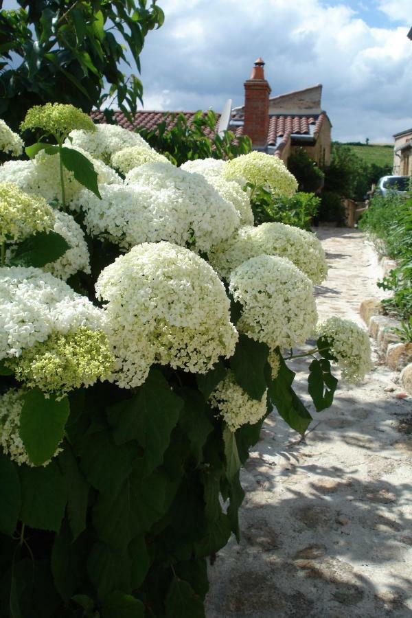 Le Logis D'Hortense Vic-le-Comte Esterno foto